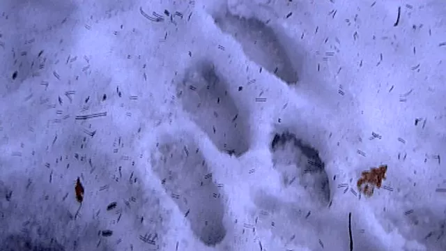 Füße, Männer Füße, Masterfüße, Transen Füße