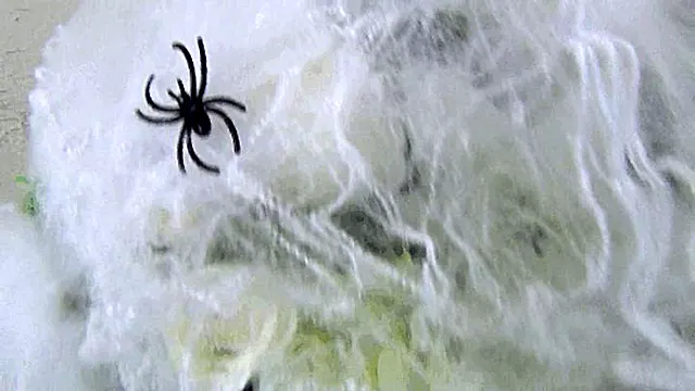 Swallowed 3 spiders dd